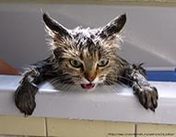 помыть кота
