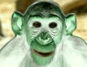 зеленая обезьяна