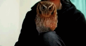 http://www.orator.ru/im/129.gif