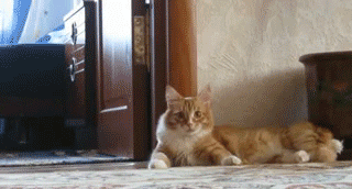 http://www.orator.ru/im/62.gif