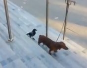 пес и ворона